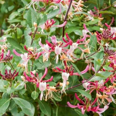 LONICERA JAPONICA CHINENSIS