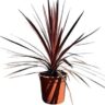 Cordyline