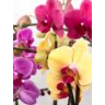 Phalaenopsis